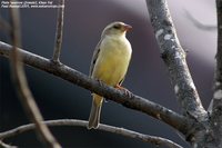 Plain-backed Sparrow - Passer flaveolus