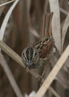 Swamp Sparrow - Melospiza georgiana