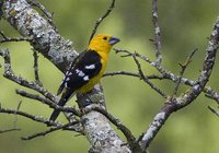 Golden-bellied Grosbeak - Pheucticus chrysogaster