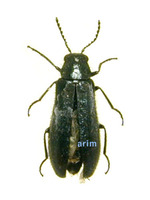 탐라의병벌레 - Attalus elongatulus