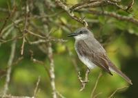 Gray kingbird, Tyrannus dominicensis