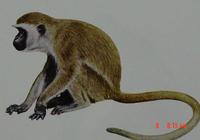 Cercopithecus aethiops