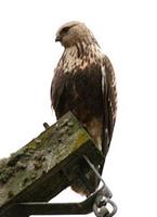 Rough-legged Hawk. Photo by Greg Gillson