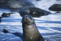 Fur seal pup