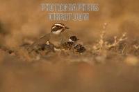 Bronze winged courser and chicks sitting on nest stock photo