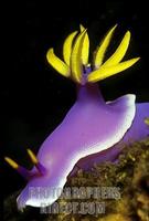 Nudibranch , Hypselodoris Bullockii stock photo