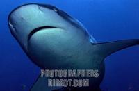 Gray reef shark Carcharhinus amblyrhynchos , Maledives , Indian Ocean stock photo