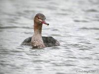 Red-Breasted Merganser