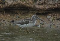 Greenshank at Venus Pool 19th August 2005 (Paul King)