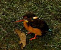 Blue-banded Kingfisher (fem.)