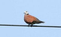 184 홍비둘기 Red-collared Dove