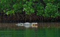 Salt Water Crocodile