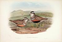 Richter after Gould Dotterel (Eudromias morinellus)