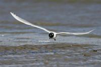 검은머리갈매기(Larus saundersi) (Saunders' Gull)