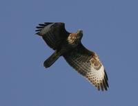 Common Buzzard (Buteo buteo)