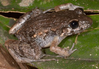 : Adenomera andreae
