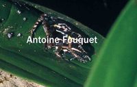 : Ameerega hahneli; Epipedobates de Hahnel