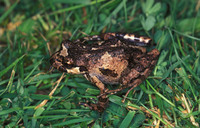 : Batrachyla leptopus