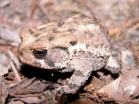 : Bufo woodhousii; Woodhouse's Toad