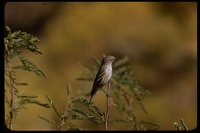 : Dendroica coronata; Yellow-rumped Warbler