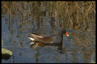 : Gallinula chloropus; Common Moorhen (gallinule)