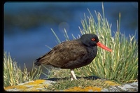 : Haematopus ater; Blackish Oystercatcher