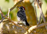 : Picoides nuttallii; Nuttall's Woodpecker