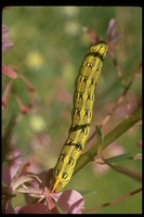 : Celerio lineata; White-lined Sphinx Moth