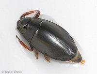 : Dineutus assimilis; Wirligig Beetle