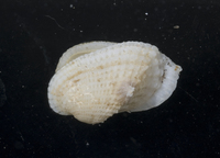 : Acar plicata