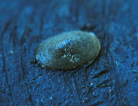 : Ferrissia rivularis; Creeping Ancylid