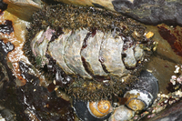 : Mopalia muscosa; Mossy Chiton