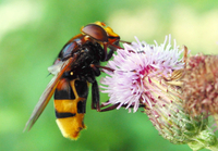 : Volucella zonaria