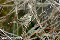 Fig. 9. Emberiza spodocephala personata : 섬촉새