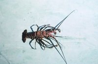 Panulirus marginatus - Banded spiny lobster