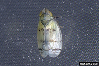 Japananus hyalinus