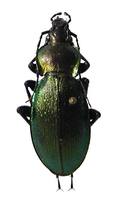 Carabus scheidleri