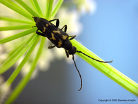 Judolia sexmaculata sexmaculata