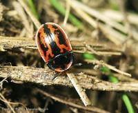 Pilemostoma fastuosa