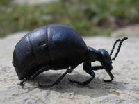 Meloe brevicollis
