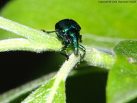 Byctiscus betulae var. viridulus