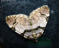 Anticlea derivata - The Streamer