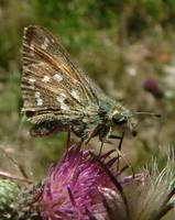 Hesperia comma - Silver-spotted Skipper