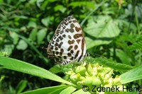 Castalius rosimon - Common Pierrot