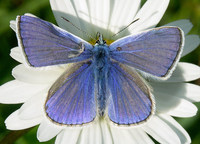 Polyommatus thersites - Chapman's Blue