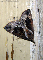 Hypena crassalis - Beautiful Snout