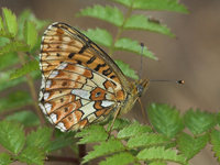 Boloria euphrosyne - Pearl-bordered Fritillary