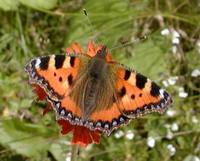 Aglais urticae urticae - Small Tortoiseshell