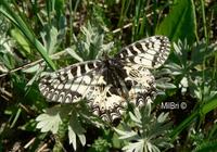 Zerynthia polyxena - Southern Festoon