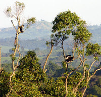 Guereza (Colobus guereza occidentalis)